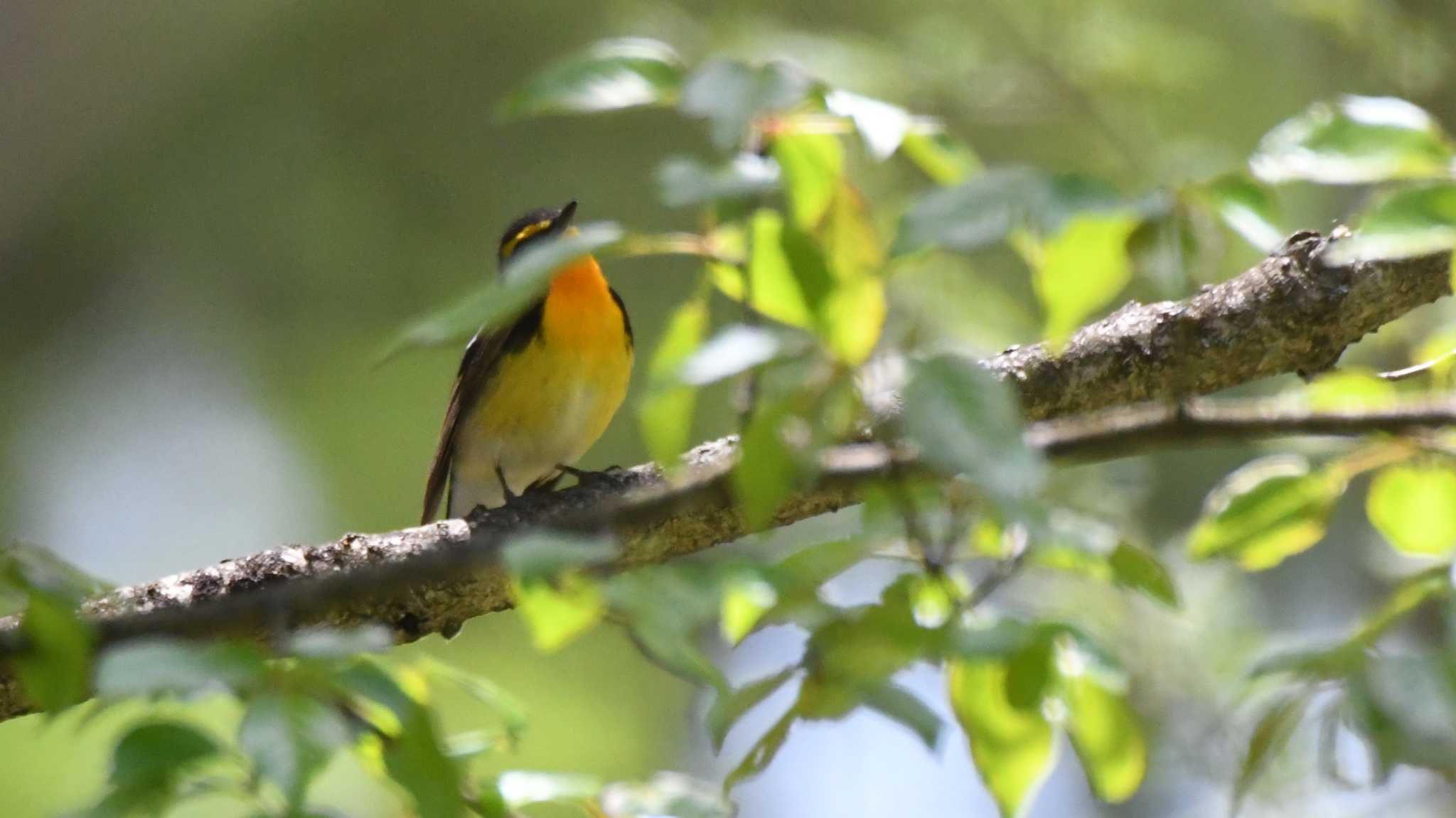 Narcissus Flycatcher