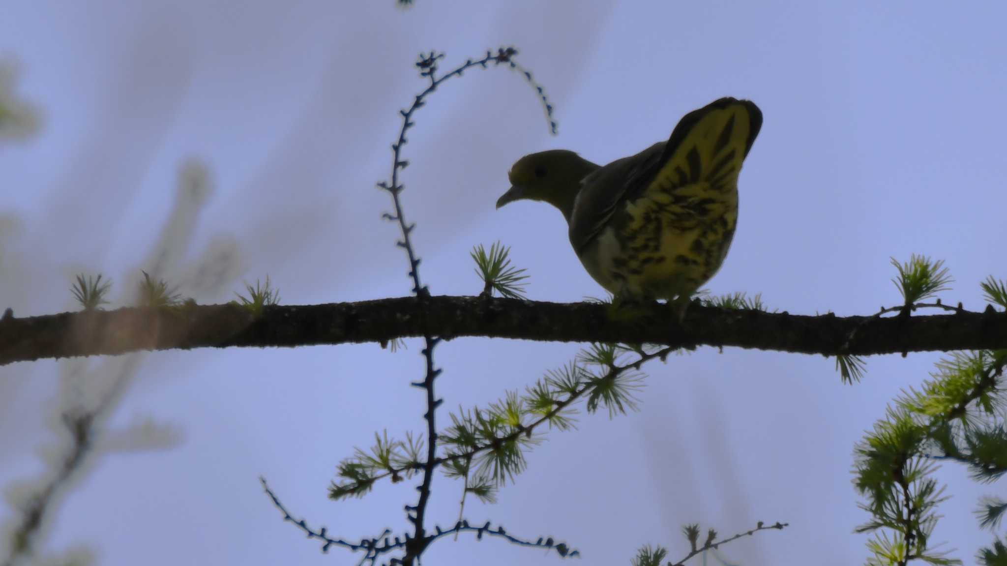 White-bellied Green Pigeon