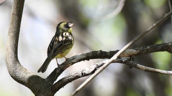 アオジ 長野県南佐久広域 2024年5月11日(土)