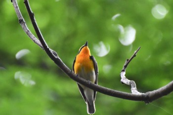 Narcissus Flycatcher Osaka castle park Sun, 5/12/2024