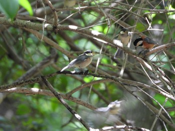 Varied Tit Hattori Ryokuchi Park Sat, 5/11/2024