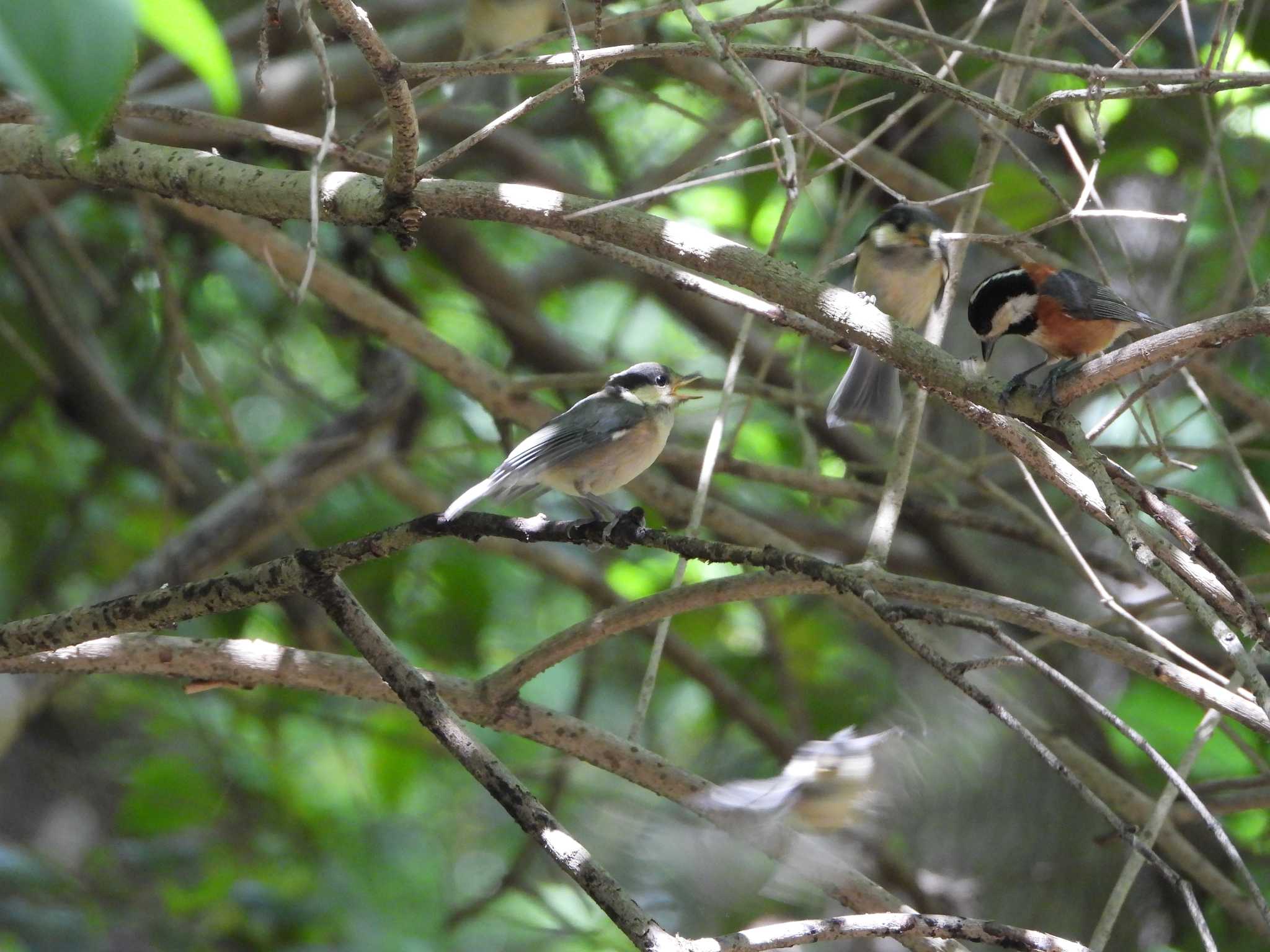 Photo of Varied Tit at Hattori Ryokuchi Park by ひよひよ