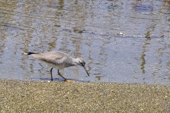 キアシシギ 大阪南港野鳥園 2024年5月11日(土)