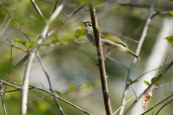 Eastern Crowned Warbler Hayatogawa Forest Road Sat, 4/13/2024