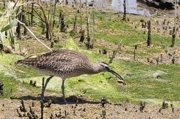 チュウシャクシギ 大阪南港野鳥園 2024年5月11日(土)