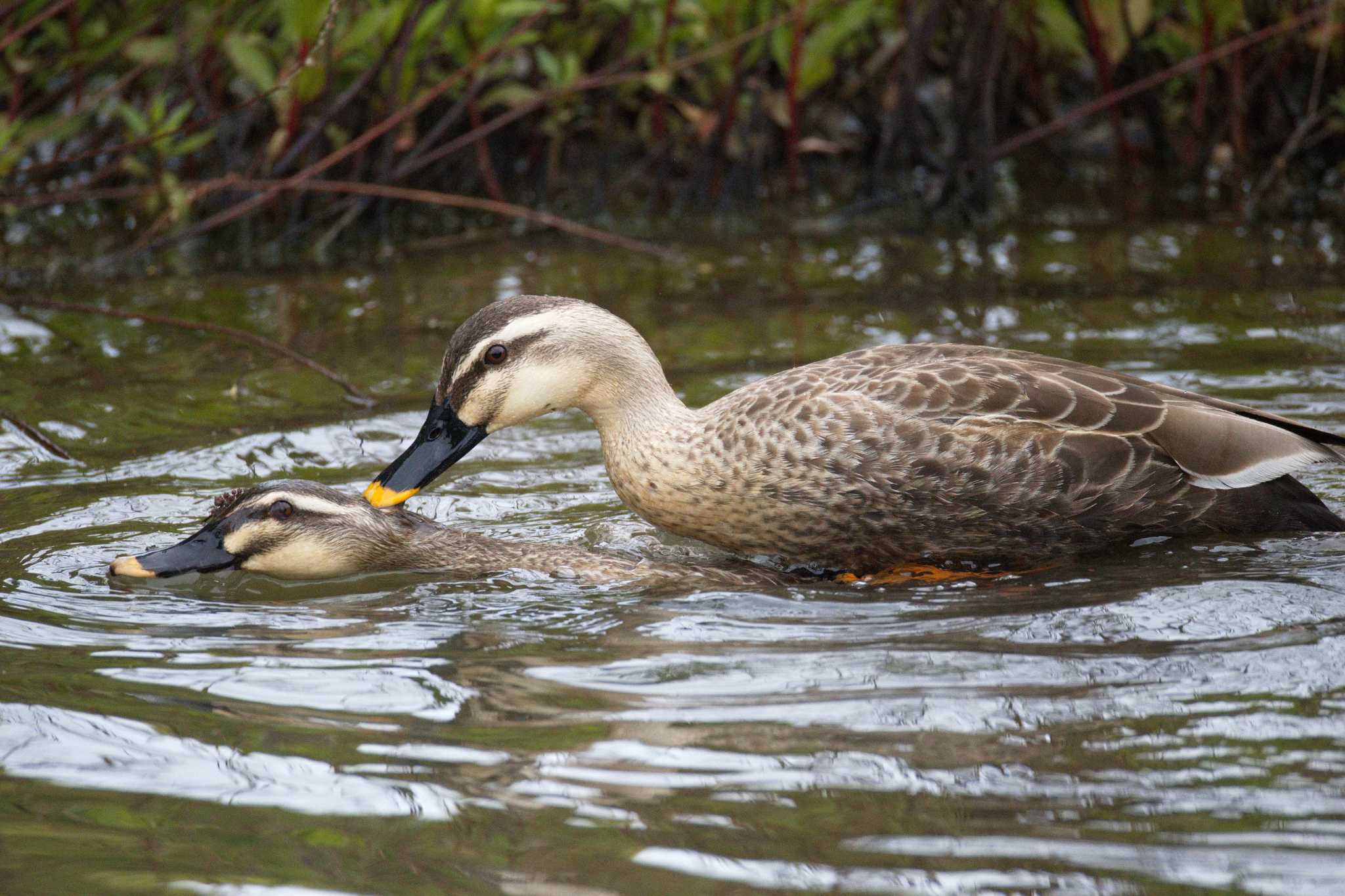 Eastern Spot-billed Duck