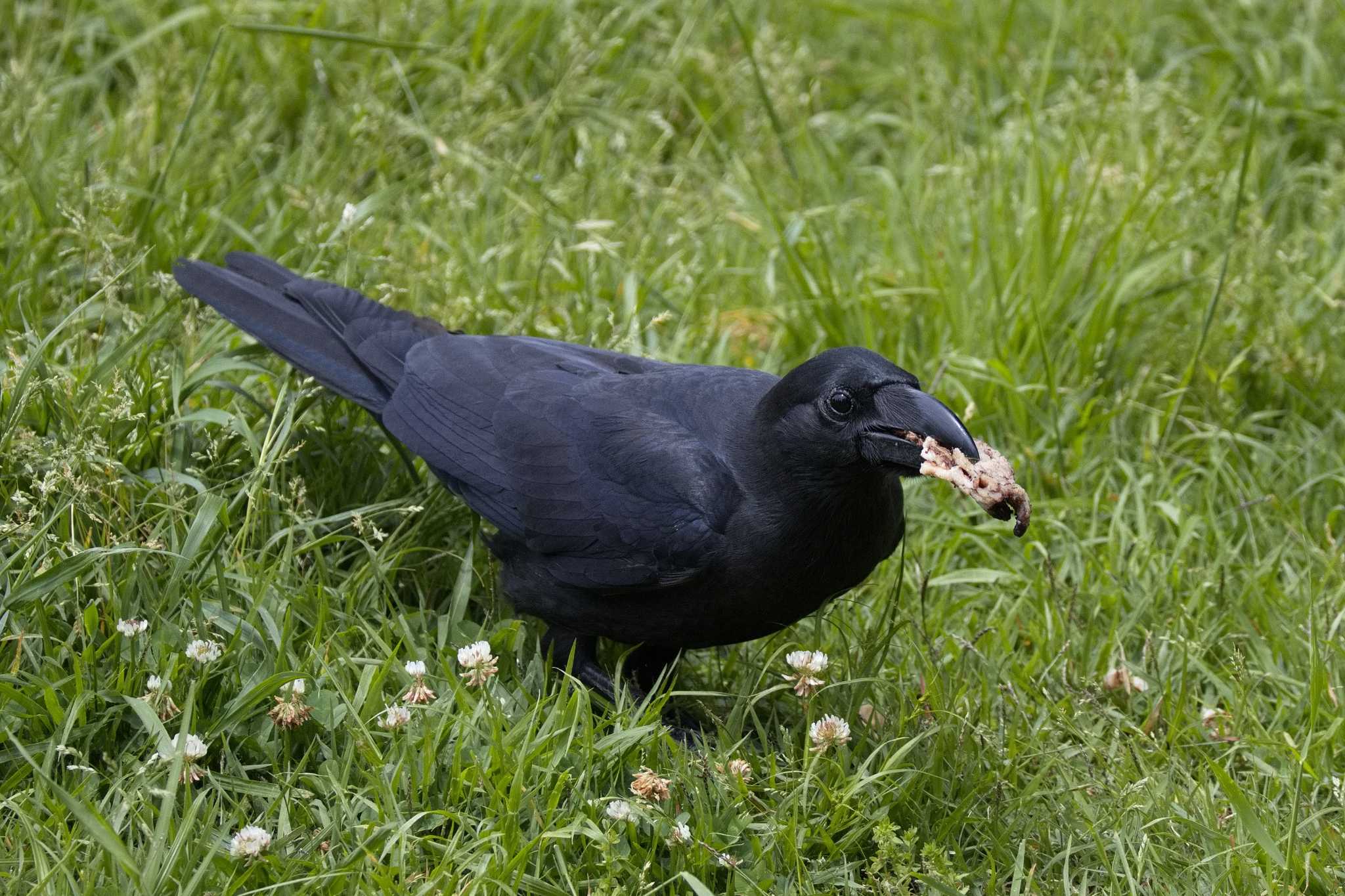 Large-billed Crow