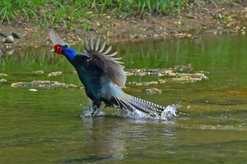 Green Pheasant Aobayama Park Sun, 5/12/2024