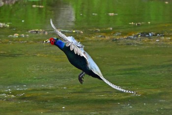 Green Pheasant Aobayama Park Sun, 5/12/2024