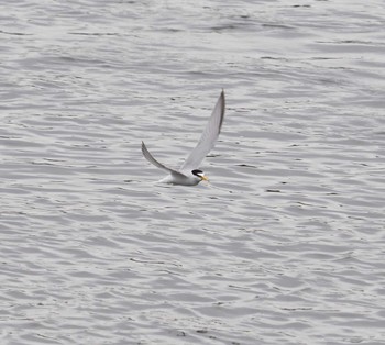 Little Tern 多摩川二ヶ領宿河原堰 Sun, 5/12/2024