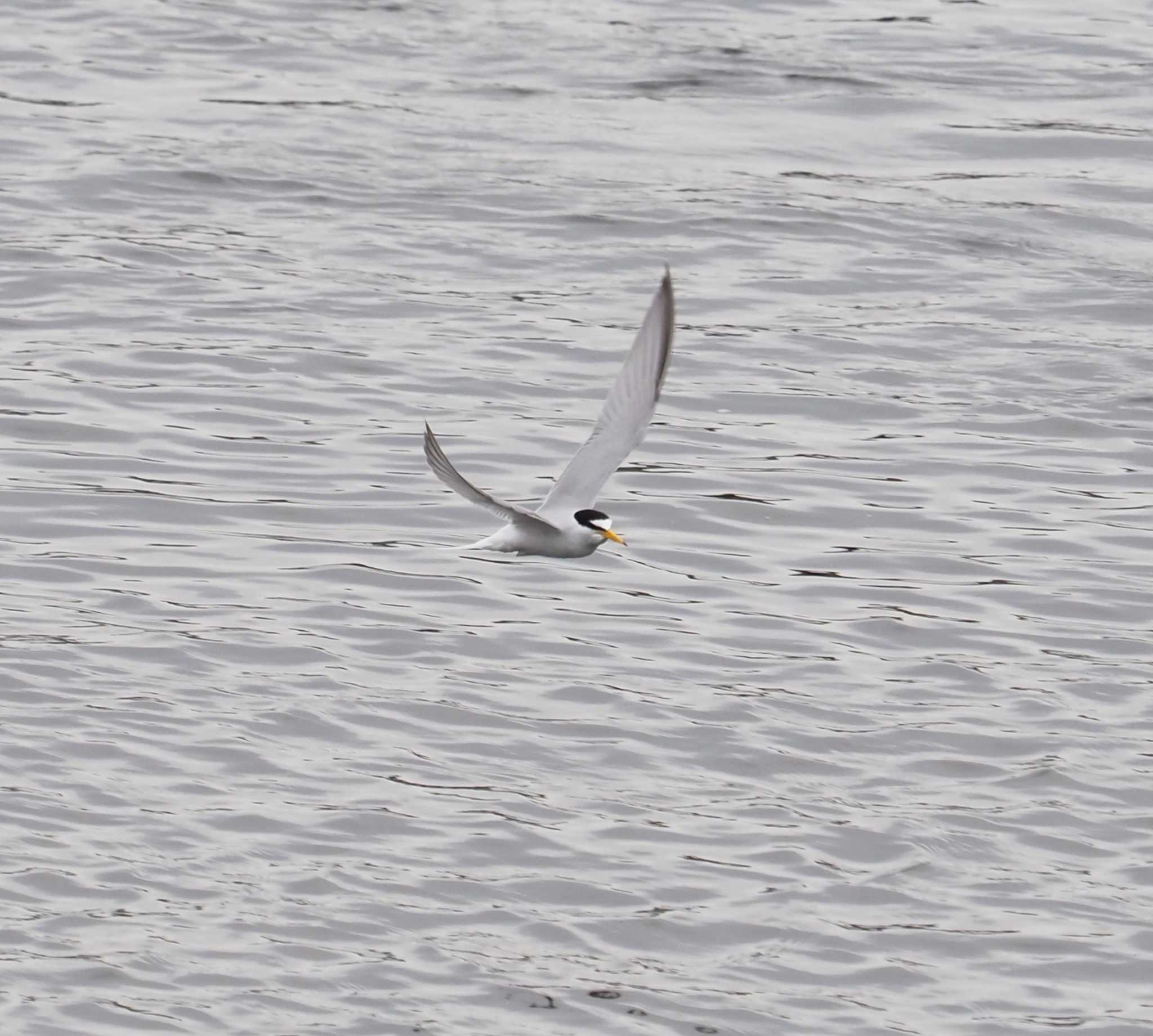 Little Tern