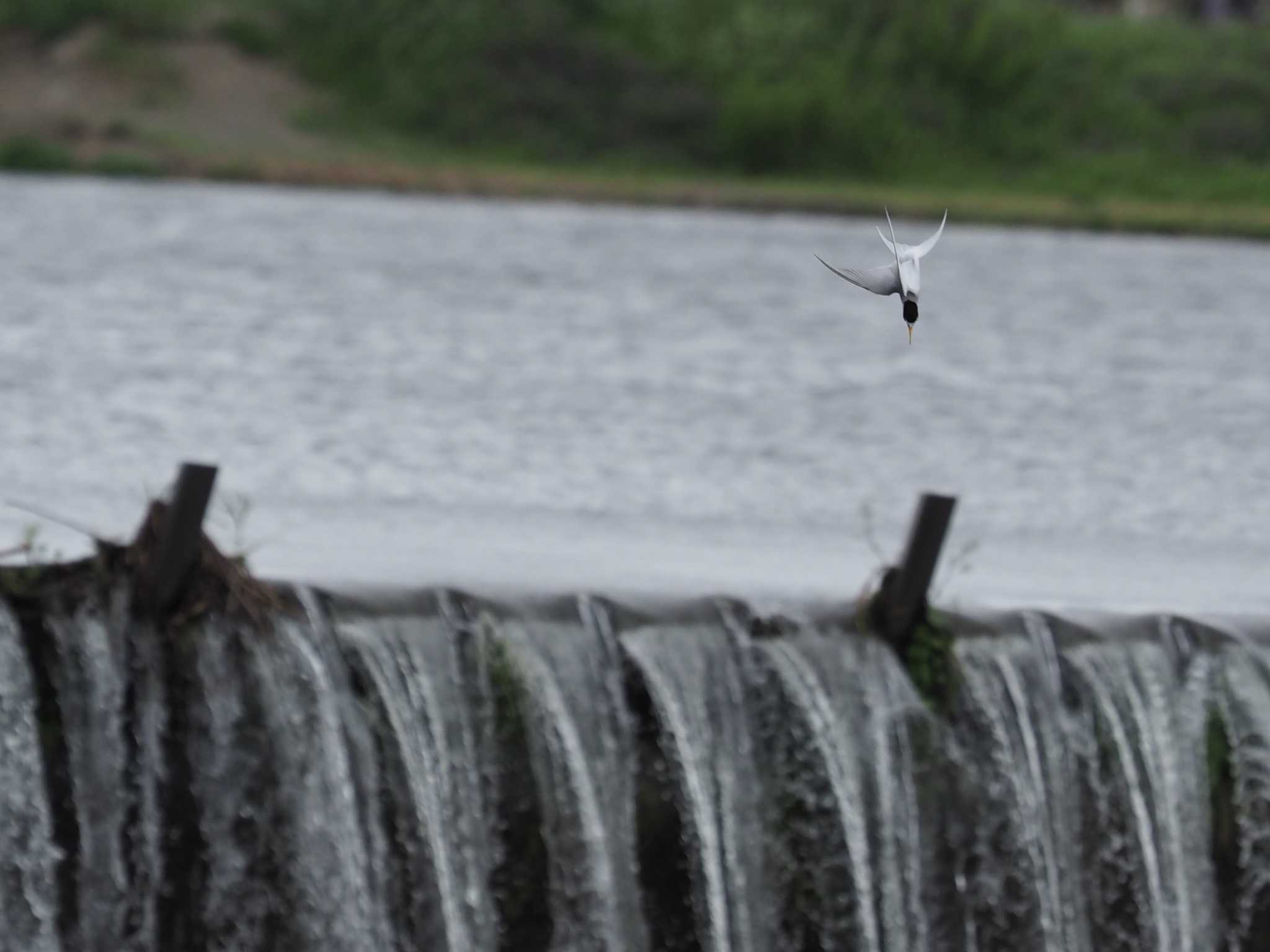 Little Tern