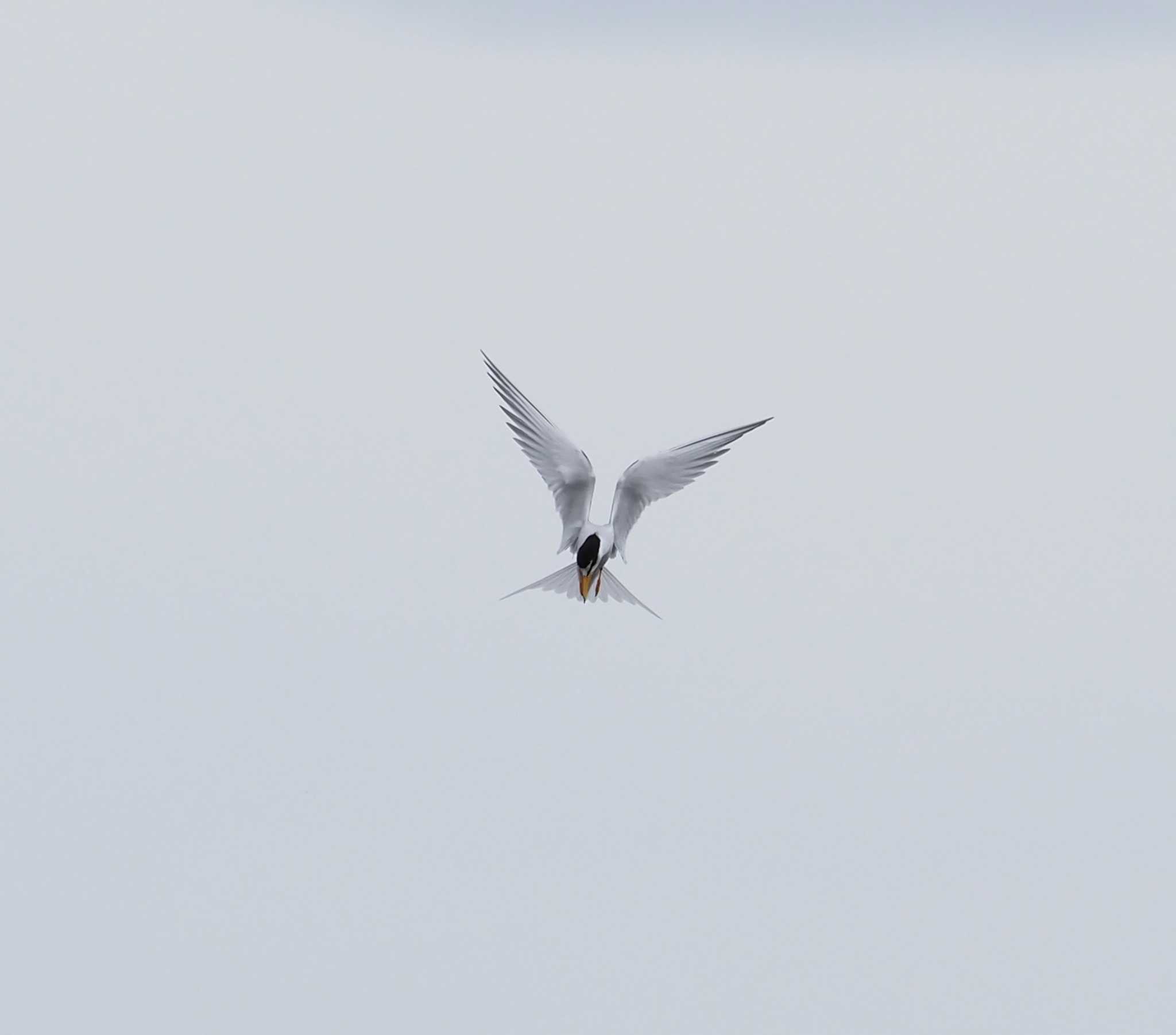 Little Tern