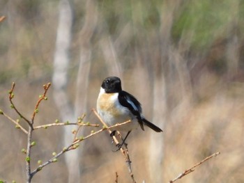 Amur Stonechat Senjogahara Marshland Sat, 5/11/2024