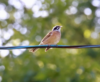 Meadow Bunting 山梨県身延町 Sat, 5/11/2024