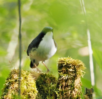 Siberian Blue Robin Karuizawa wild bird forest Sat, 5/11/2024