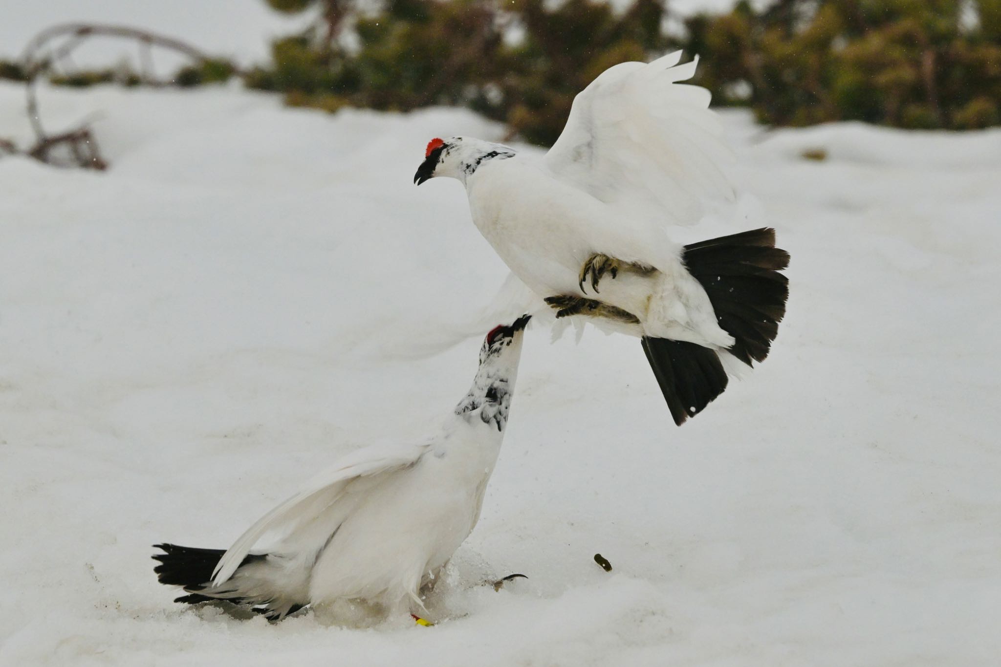 Photo of Rock Ptarmigan at  by 美妃8