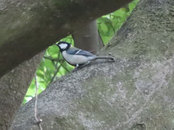 Sun, 5/12/2024 Birding report at ラブリバー親水公園うぬき