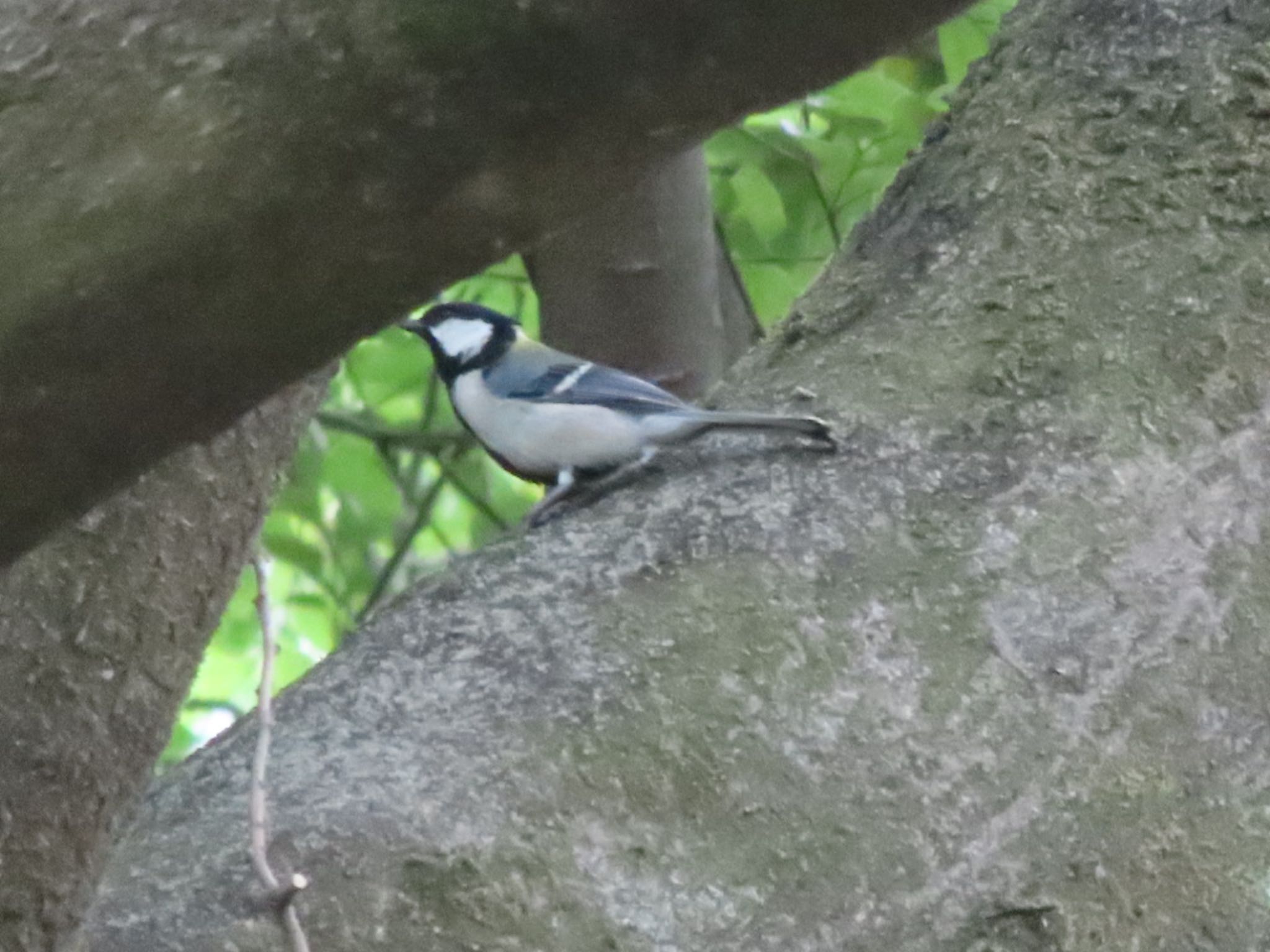 Japanese Tit