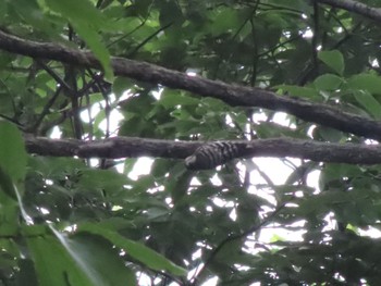 Japanese Pygmy Woodpecker ラブリバー親水公園うぬき Sun, 5/12/2024
