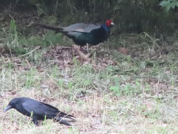 Green Pheasant ラブリバー親水公園うぬき Sun, 5/12/2024