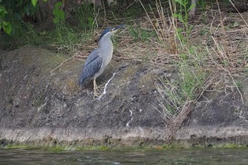 Striated Heron Ukima Park Sun, 5/12/2024