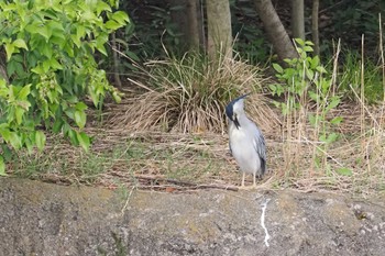 Striated Heron Ukima Park Sun, 5/12/2024