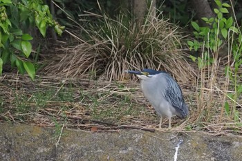 Striated Heron Ukima Park Sun, 5/12/2024