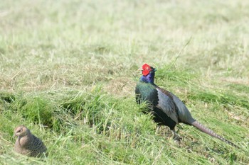 Sat, 5/11/2024 Birding report at 北浦(茨城県)