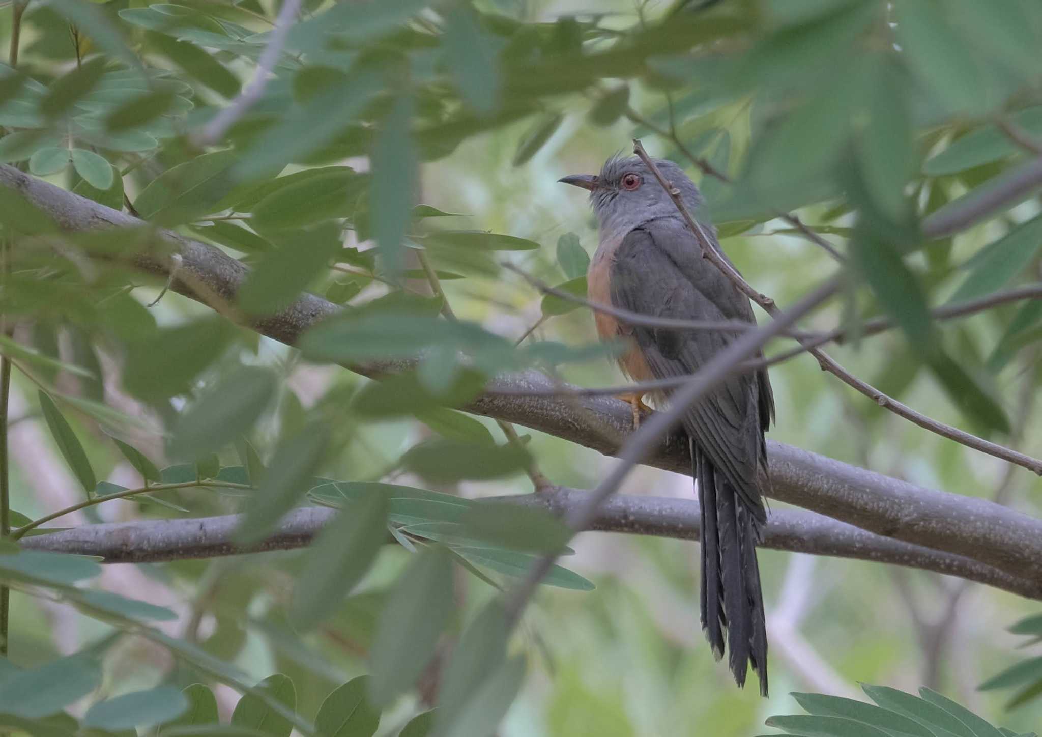 Photo of Plaintive Cuckoo at Wachirabenchathat Park(Suan Rot Fai) by BK MY