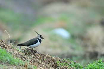 Northern Lapwing 平塚市 Mon, 2/19/2024