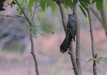Plaintive Cuckoo Wachirabenchathat Park(Suan Rot Fai) Wed, 5/8/2024