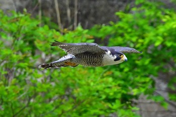 Peregrine Falcon Aobayama Park Sun, 5/12/2024