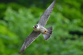 Peregrine Falcon Aobayama Park Sun, 5/12/2024