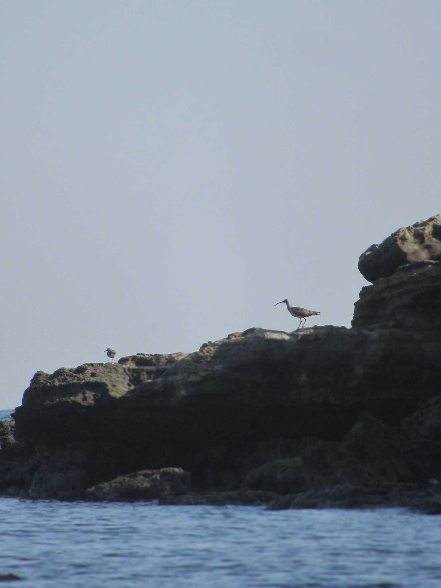 Photo of Eurasian Whimbrel at 走水海岸 by kohukurou