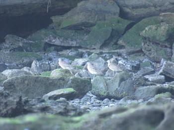 チュウシャクシギ 走水海岸 2024年5月4日(土)