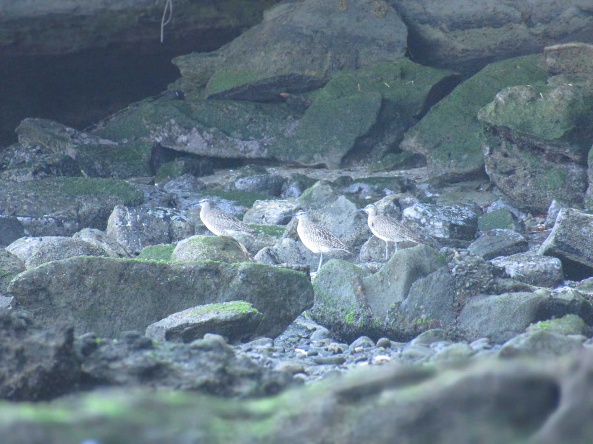 Photo of Eurasian Whimbrel at 走水海岸 by kohukurou