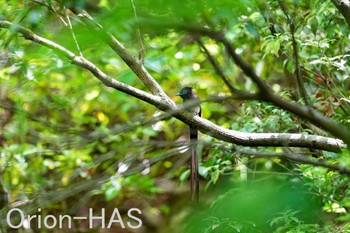 サンコウチョウ 東京都多摩地域 2024年5月9日(木)