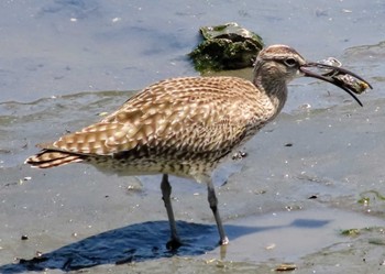 チュウシャクシギ 東京港野鳥公園 2024年5月11日(土)