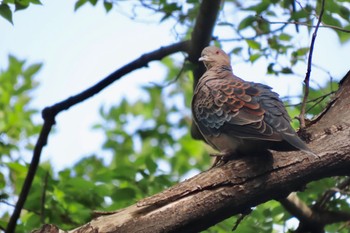 Oriental Turtle Dove Shakujii Park Mon, 4/29/2024