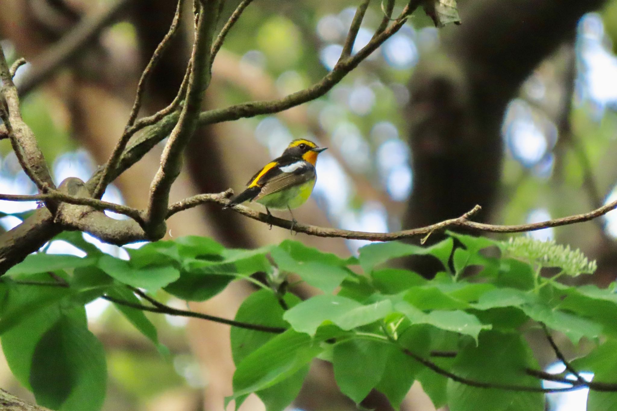 Photo of Narcissus Flycatcher at Shakujii Park by 中学生探鳥家