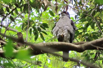 Eurasian Goshawk Shakujii Park Mon, 4/29/2024