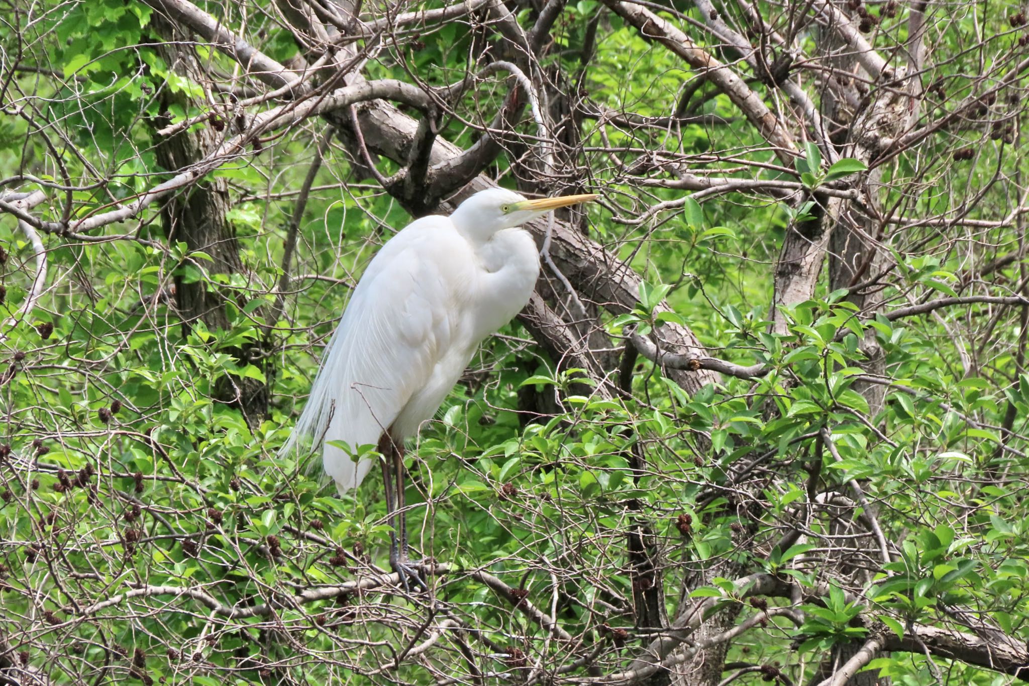 Photo of Great Egret at Shakujii Park by 中学生探鳥家