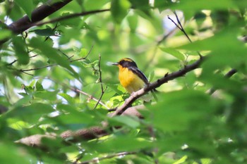 Narcissus Flycatcher Shakujii Park Mon, 4/29/2024