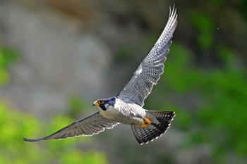 Peregrine Falcon Aobayama Park Sun, 5/12/2024