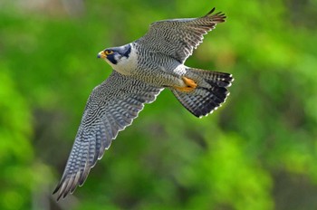 Peregrine Falcon Aobayama Park Sun, 5/12/2024