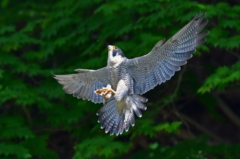 Peregrine Falcon Aobayama Park Sun, 5/12/2024