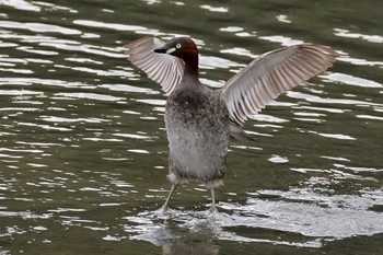 カイツブリ 東京港野鳥公園 2024年4月27日(土)