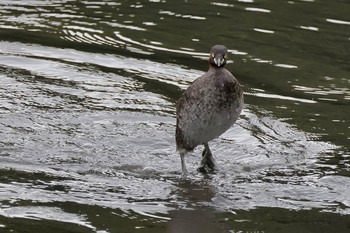 カイツブリ 東京港野鳥公園 2024年4月27日(土)