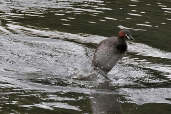 カイツブリ 東京港野鳥公園 2024年4月27日(土)